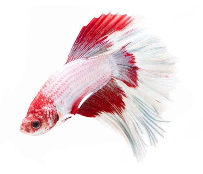 Ornamental fish Betta (Betta splendens) with characteristic long fins and bright coloration